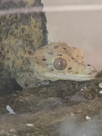 Crested gecko and tank, View more