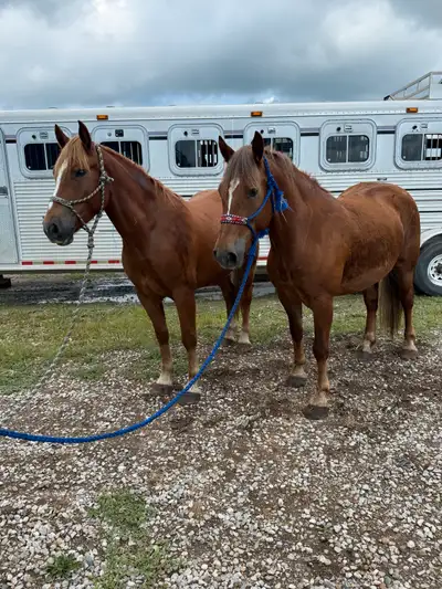 Belgian cross team young team , View more
