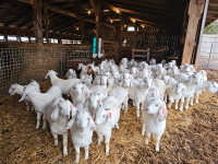 Premium Savannah Breeding Stock (Goat Doelings) For Sale