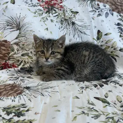 Female Kitten , View more