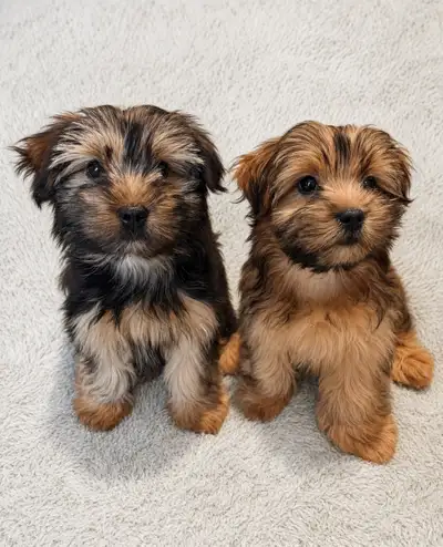 Yorkie Pom puppies, View more
