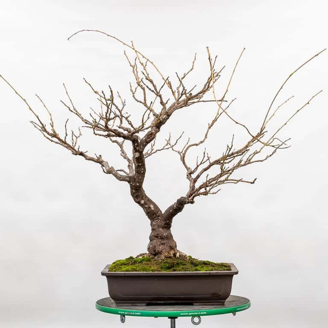 Wisteria bonsai in Plants, Fertilizer & Soil in City of Toronto - Image 2
