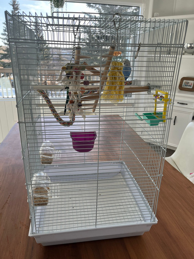 Budgies with cage in Birds for Rehoming in Calgary - Image 2