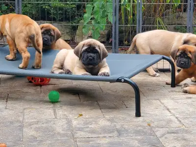 CKC Registered Mastiffs Avialable, View more