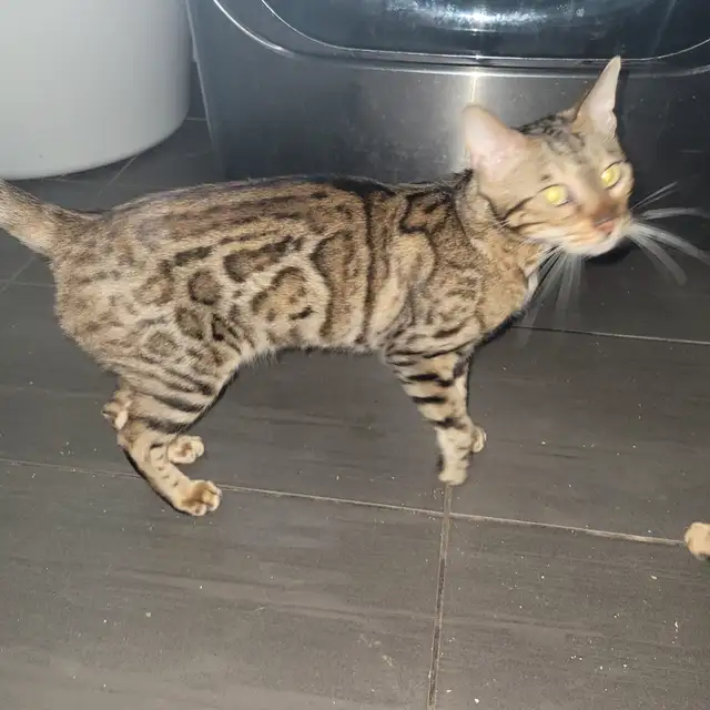 Femelle bengal in Cats & Kittens for Rehoming in Laval / North Shore - Image 8