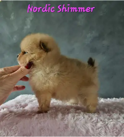 Tiny princess Pomeranian, View more