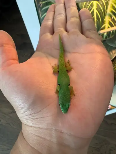 Day geckos, View more