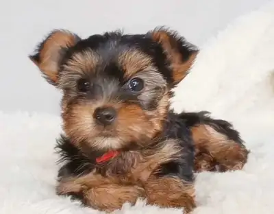 Pure Yorkie Puppies Available!, View more