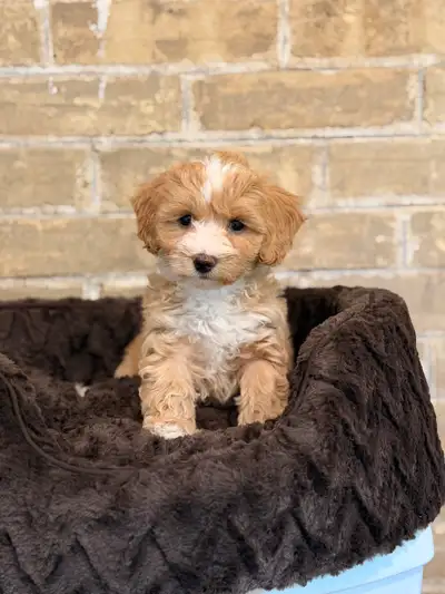 Maltipoo puppies, View more