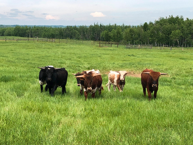 Texas Longhorn Bulls in Livestock in Grande Prairie - Image 4