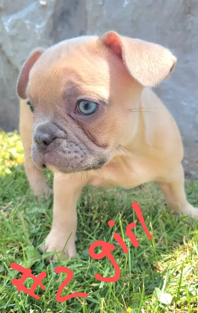 Quality French Bulldog Puppies in Dogs & Puppies for Rehoming in St. Catharines - Image 3