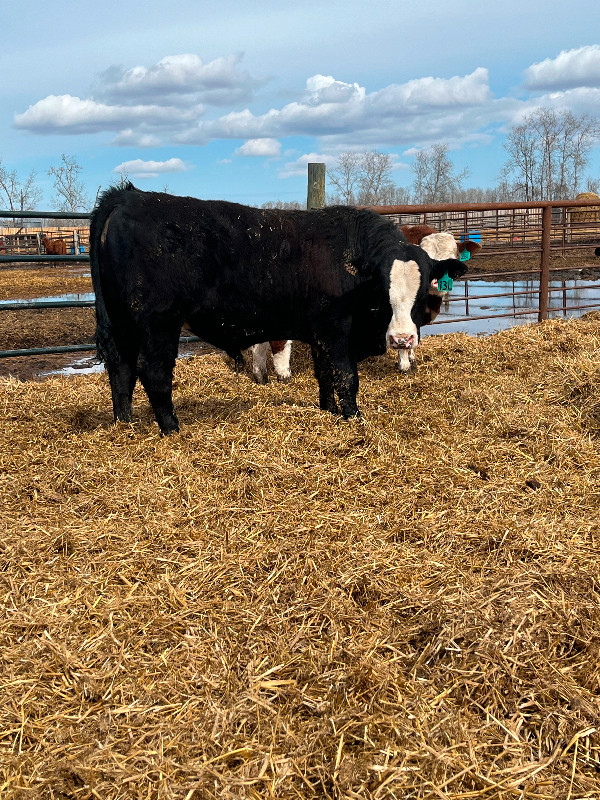 Registered Yearling Simmental Bulls in Livestock in Nipawin - Image 2