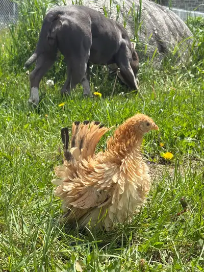 Poule serama Buff début ponte lisse et frisée micro, View more