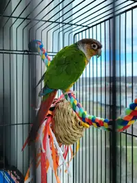Parrot looking for a new home