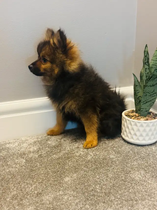 Pomeranian puppies 2boys in Dogs & Puppies for Rehoming in Grande Prairie - Image 6