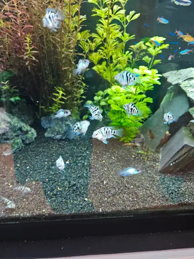 Blue Polar Cichlids, View more