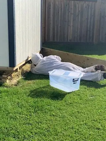 Pest control: Wasp, Hornet and Bee removal service62864357584513124