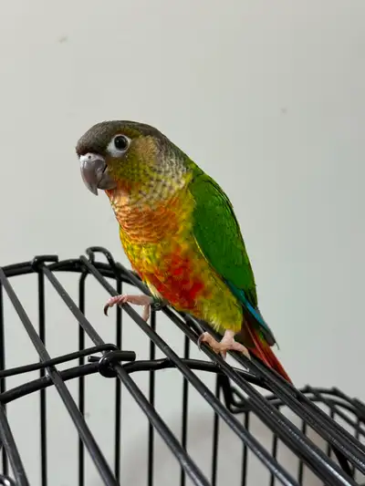 **SALE**DON'T MISS OUT**BABY CONURES**W/CARE PACKAGE & DNA**, View more