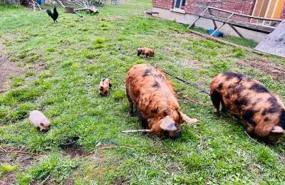 Just had her first litter of piglets that are now fully weaned. She was a great mom. From registered...