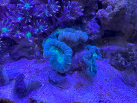 Some salt water corals for sale