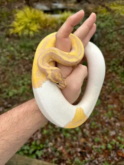 banana pied male ball python, View more