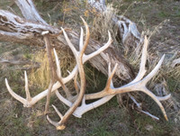Antler Sheds Wanted