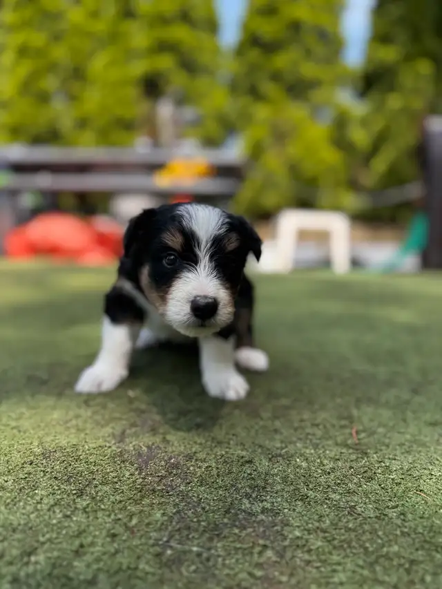 Sheltie/Portie Mix 7 Puppies READY IN 1 WEEK in Dogs & Puppies for Rehoming in City of Toronto - Image 11