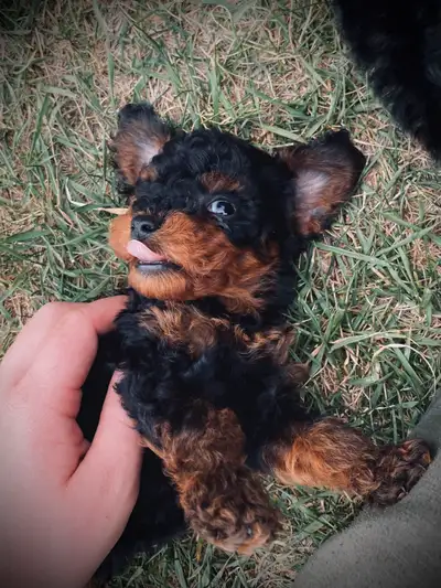 Toy Poodle Puppy ( READY NOW), View more