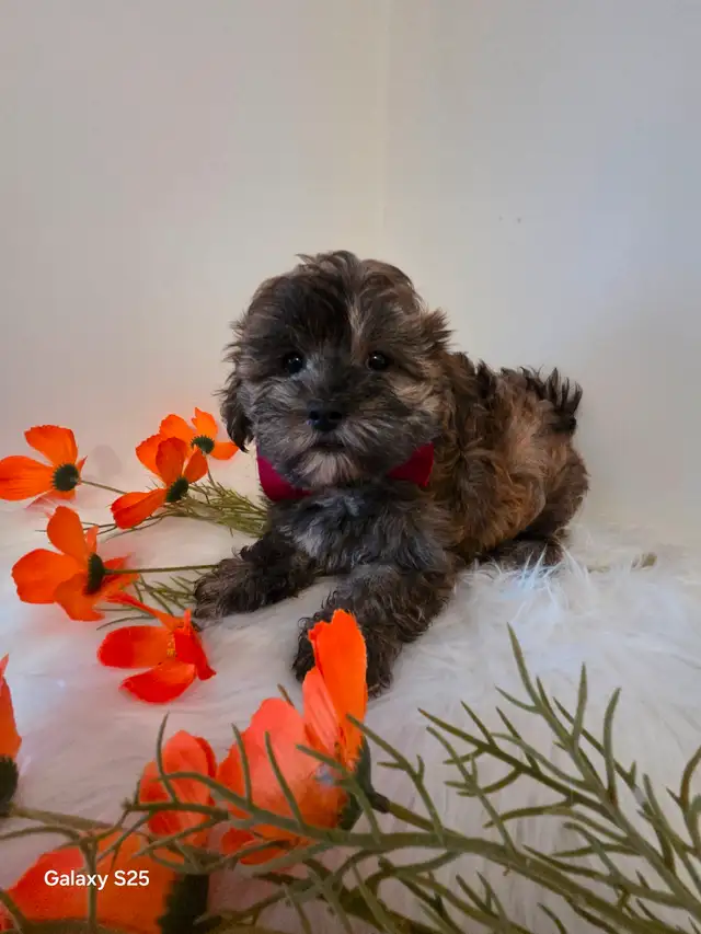 ♡♡Wow  magnifiques  morki ♡♡ in Dogs & Puppies for Rehoming in Laurentides - Image 8