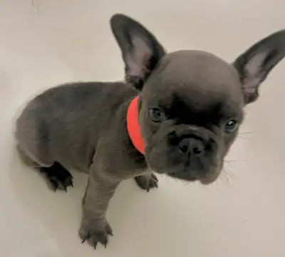 French Bulldogs, View more