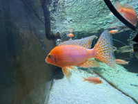 African cichlids fish for sale 