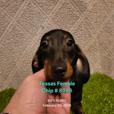 Female Dachshund puppies, View more