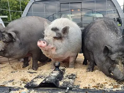 Potbellied pigs, View more