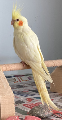 Beautiful hand raised Cockatiels looking for new homes 
