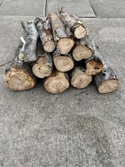 Free wood from Poplar tree, View more