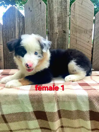 Australian Shepherd/Border Collie puppies , View more