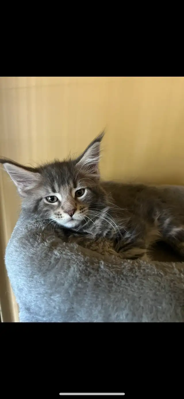 chatons maine coon Enregistrer TICA