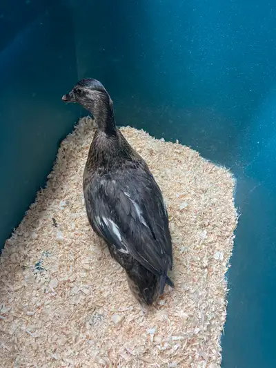Call Ducks 4 girls hatched July 7, 2025 1 unrelated mature drake Prefer to sell as breeding group of...
