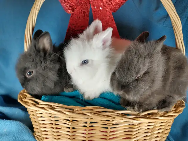 Bébé lapin blanc yeux bleus tête de lion nain *. Blue eyed bunny in Small Animals for Rehoming in City of Montréal - Image 3