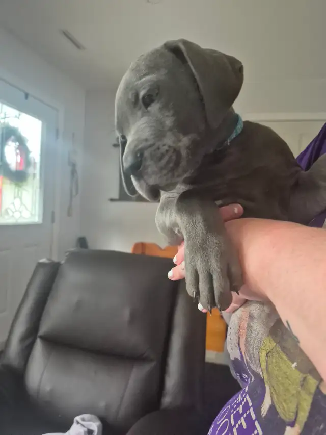 Great Dane Puppies in Dogs & Puppies for Rehoming in Sudbury - Image 9
