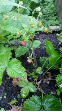 Wild strawberry plants