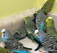BUDGIES FOR SALE 