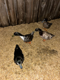 Male ducks for sale 