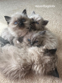One Pure Breed Ragdoll & 2 Burmese Ragdoll Kittens available