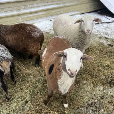 Sheep for sale  , View more