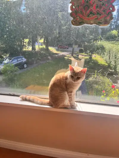 One year old hanger male cat, View more