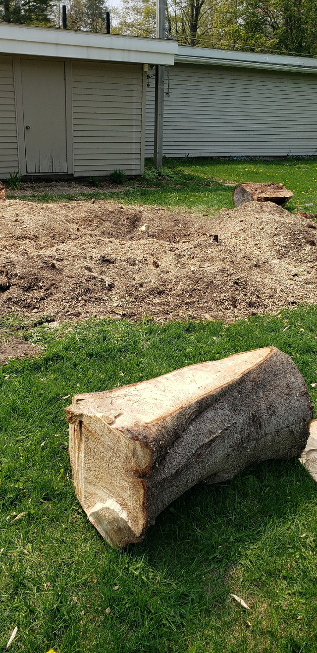 Stump grinding of trees  big or small in Lawn, Tree Maintenance & Eavestrough in Sault Ste. Marie - Image 2