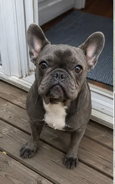 French bulldog ( pending ), View more