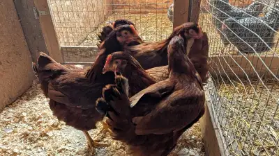 Rhode Island red pullets - 11 weeks old $16.00 each Reply to ad or text 905-380-8417