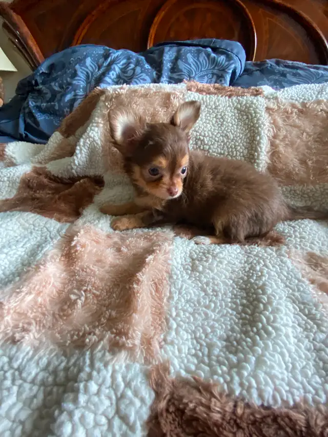⭐️TINY CHOCOLATE TRI LONG COAT CHIHUAHUA PUPPIES⭐️ALL SOLD in Dogs & Puppies for Rehoming in City of Toronto - Image 6